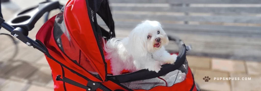 Why You Should Consider a Pet Stroller