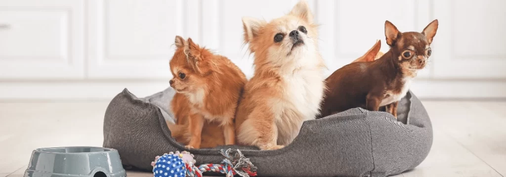 Comprehensive Product Guide on Pet Beds: Everything You Need to Know