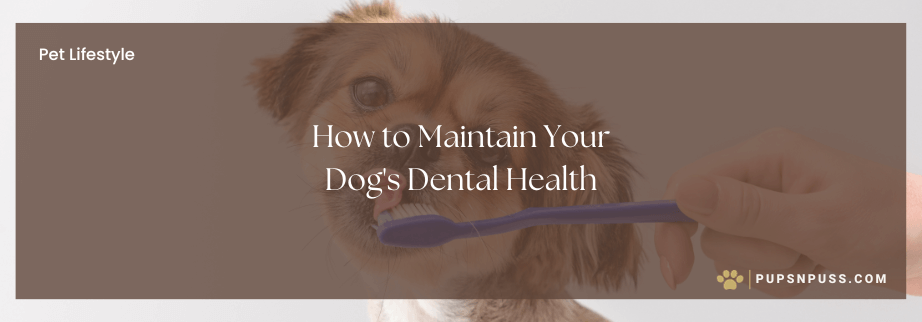 the Secrets of Your Dog’s Dental Health A Complete Guide blog